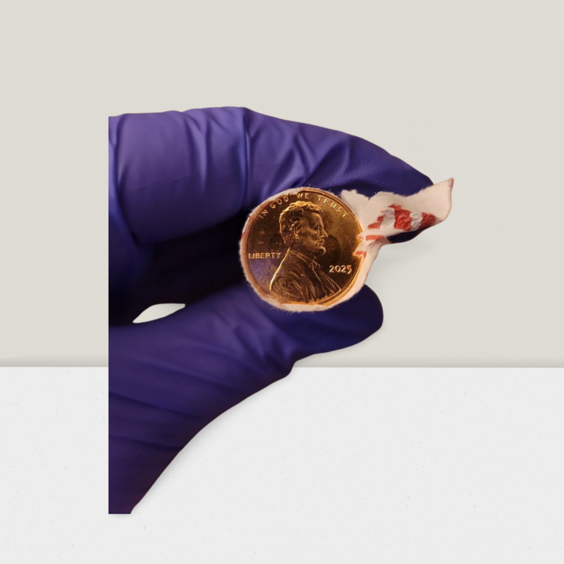 Hand holding shiny copper penny roll, handmade gift, purple glove, neutral background.